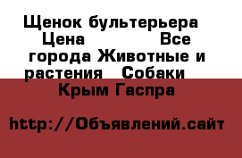 Щенок бультерьера › Цена ­ 35 000 - Все города Животные и растения » Собаки   . Крым,Гаспра